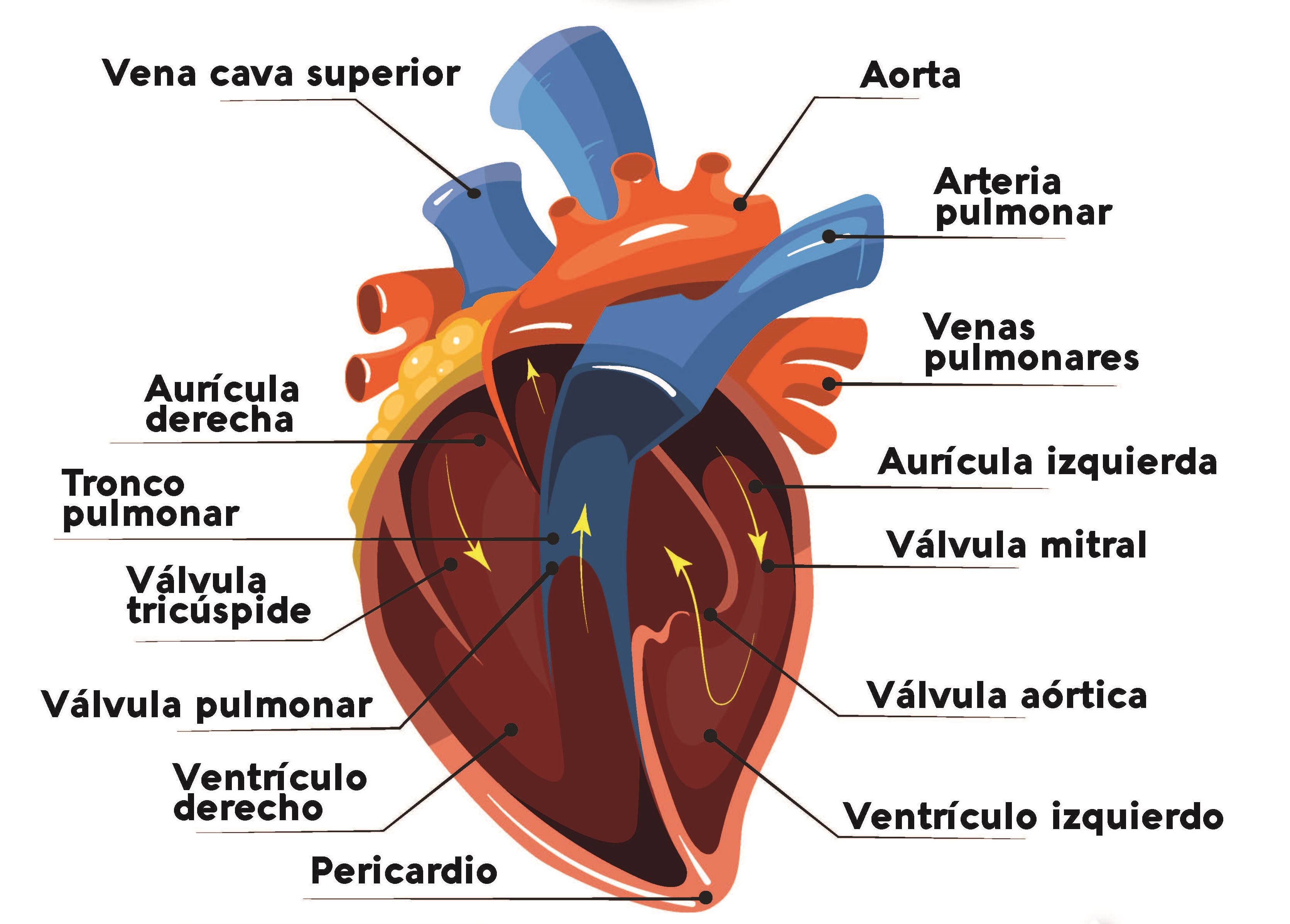 corazon