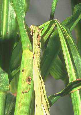 Planta de maiz estropeada por Taladro